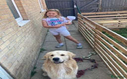 Golden Retriever dogs for sale: Golden retriever  - Image 3