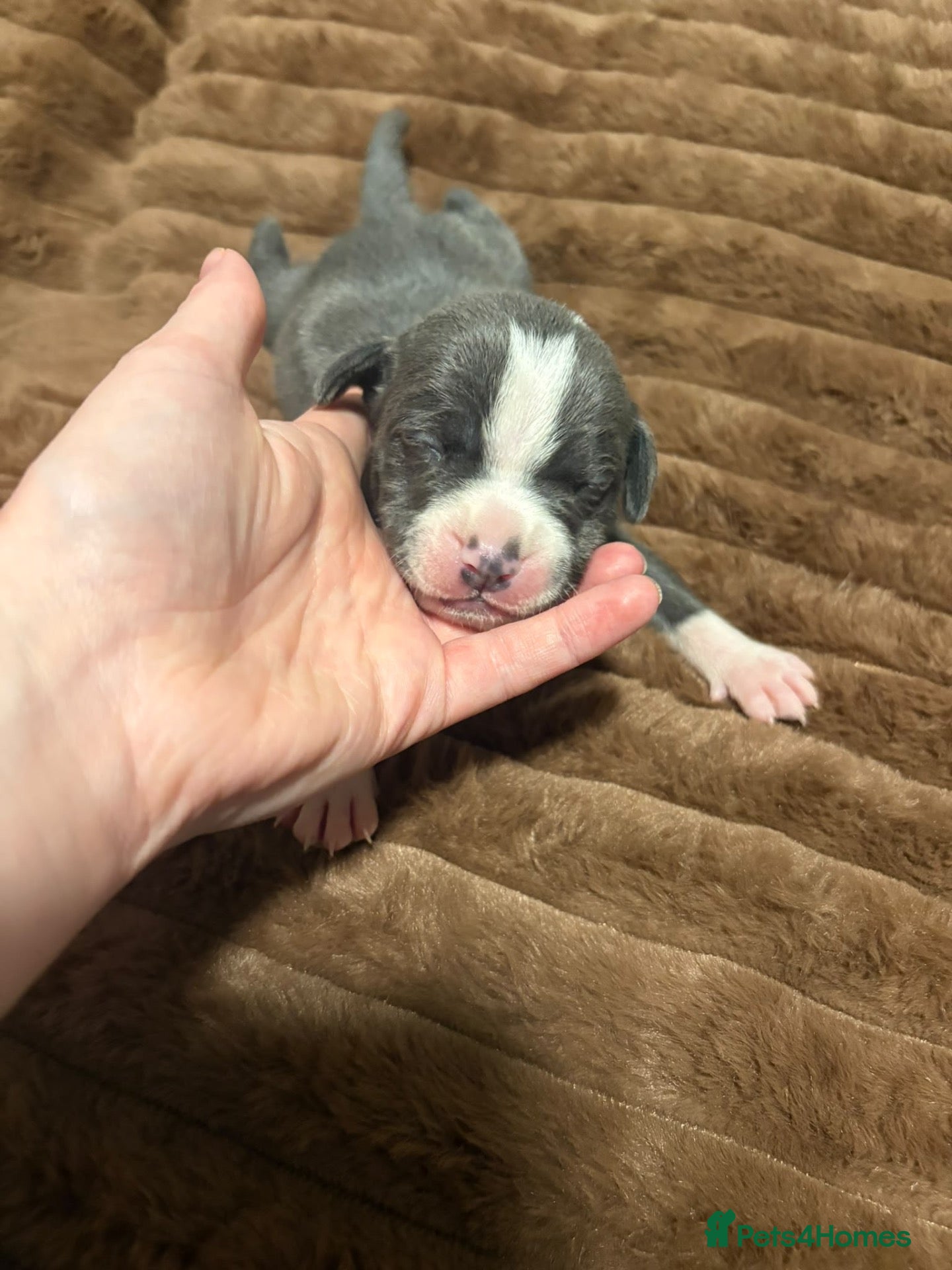 Staffordshire Bull Terrier dogs 10 Beautiful blue Staffordshire bull terrier pups - Advert 7
