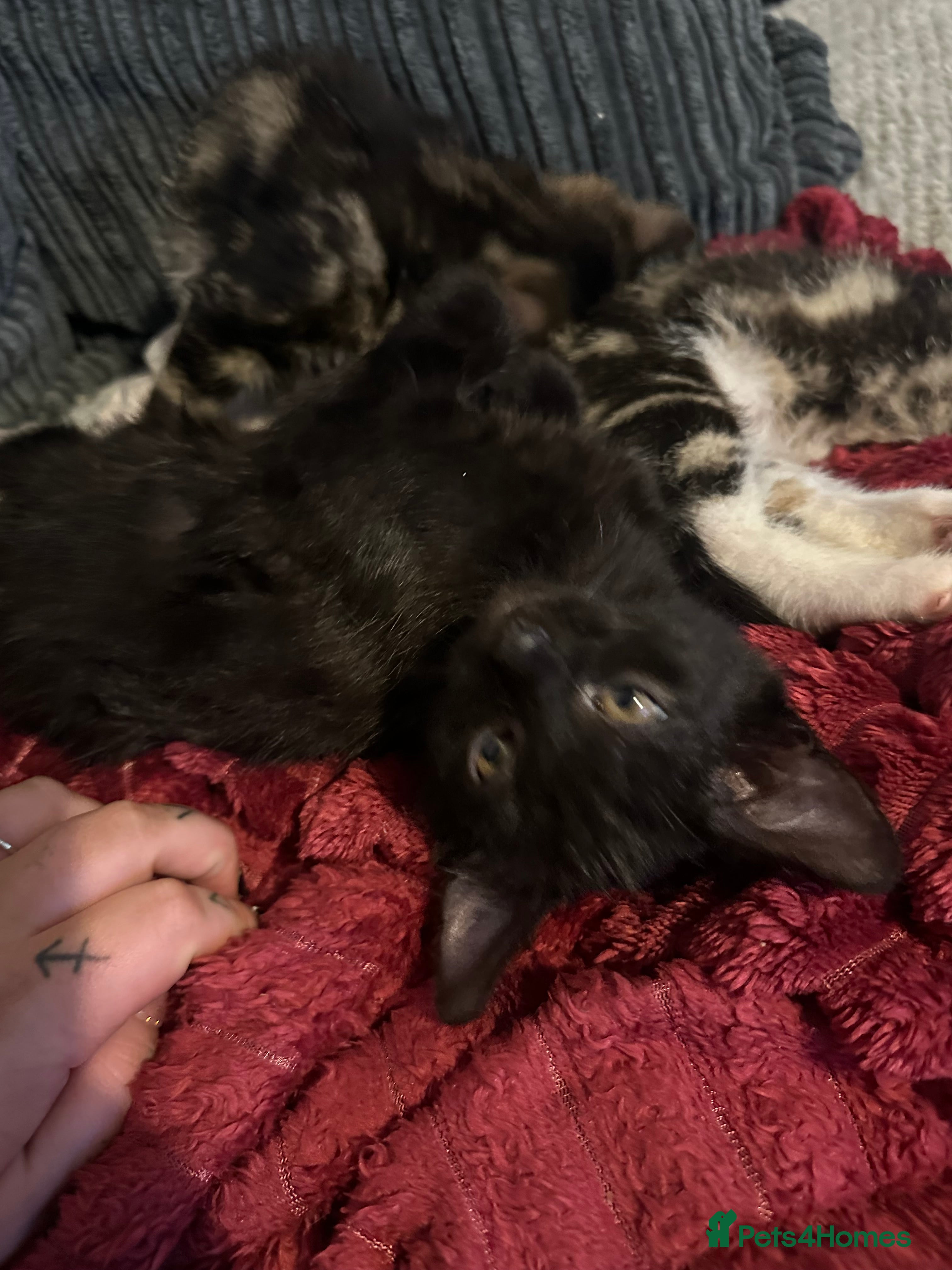 Domestic Shorthair cats beautiful kittens for loving new homes immediately - Advert 22