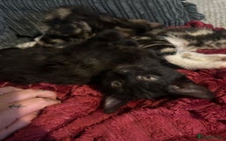 Domestic Shorthair cats for sale: beautiful kittens for loving new homes immediately - Advert 1