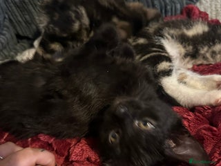 Domestic Shorthair cats for sale: beautiful kittens for loving new homes immediately - Advert 1