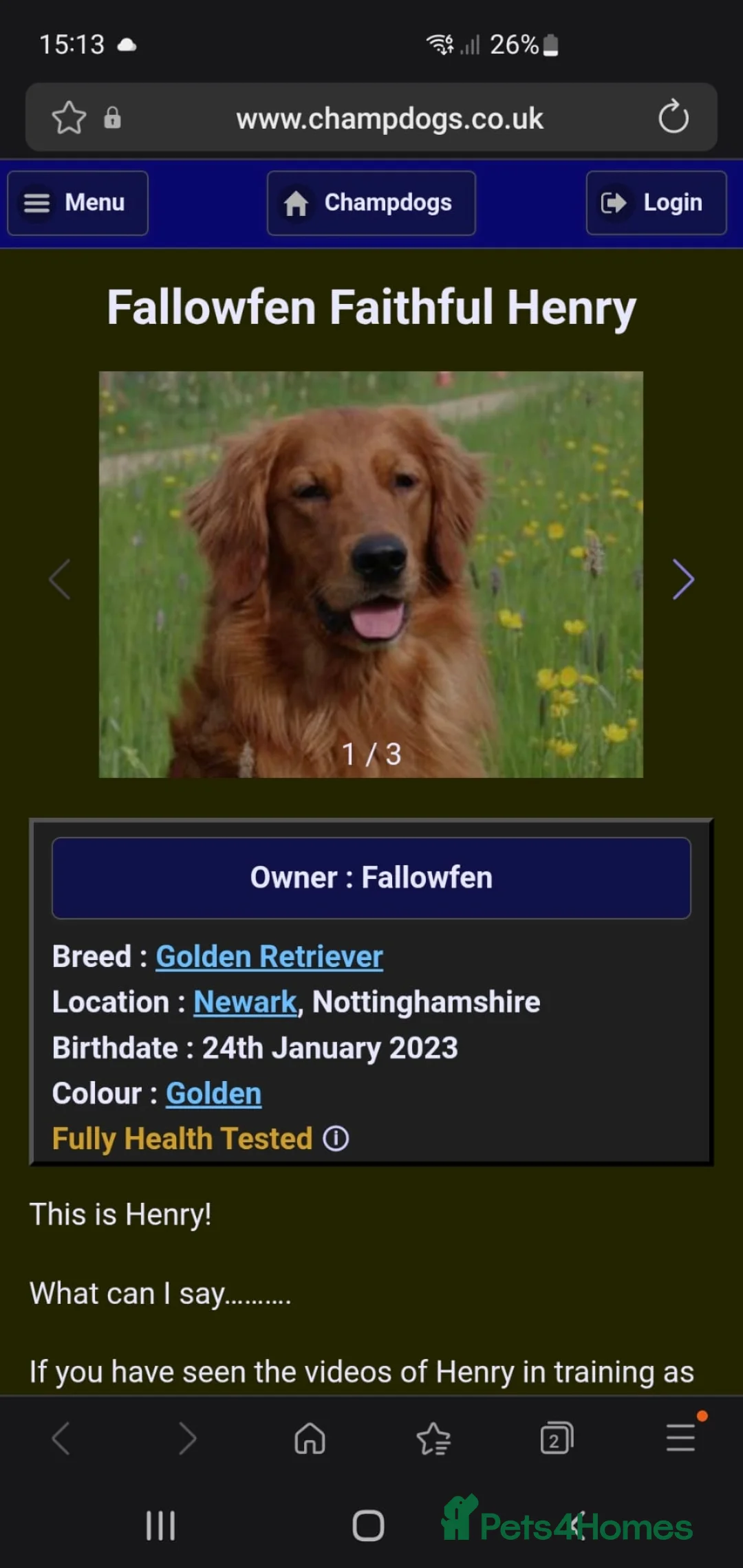 Golden Retriever dogs for sale: KC Registerd golden retriever puppies - Advert 2