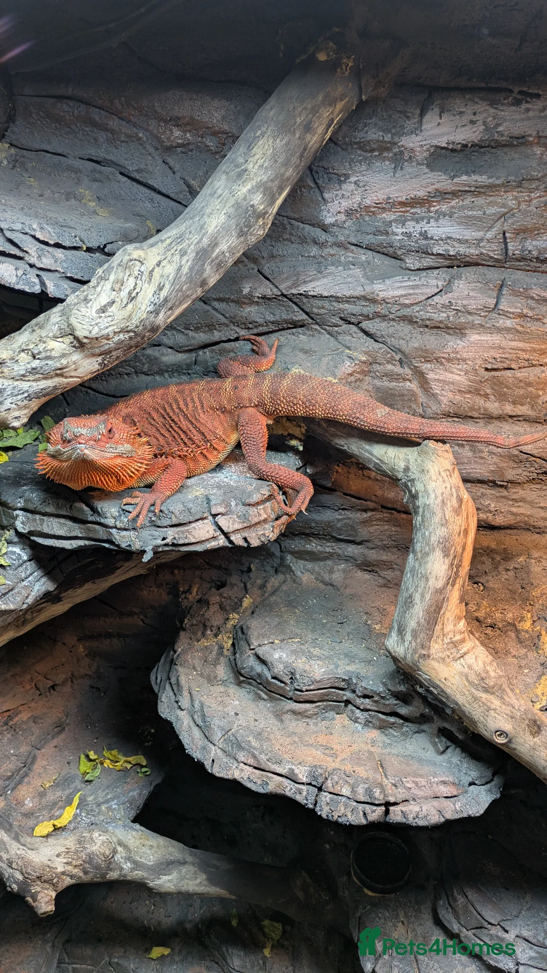 Bearded Dragon reptiles for sale: Red Monster Bearded Dragon  - Advert 3