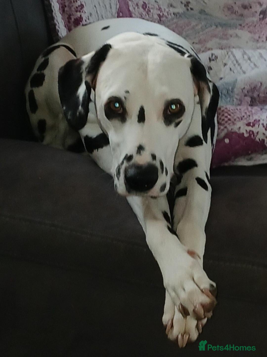 Dalmatian dogs 10 + dalmatian puppies, due beginning of october,  - Advert 1