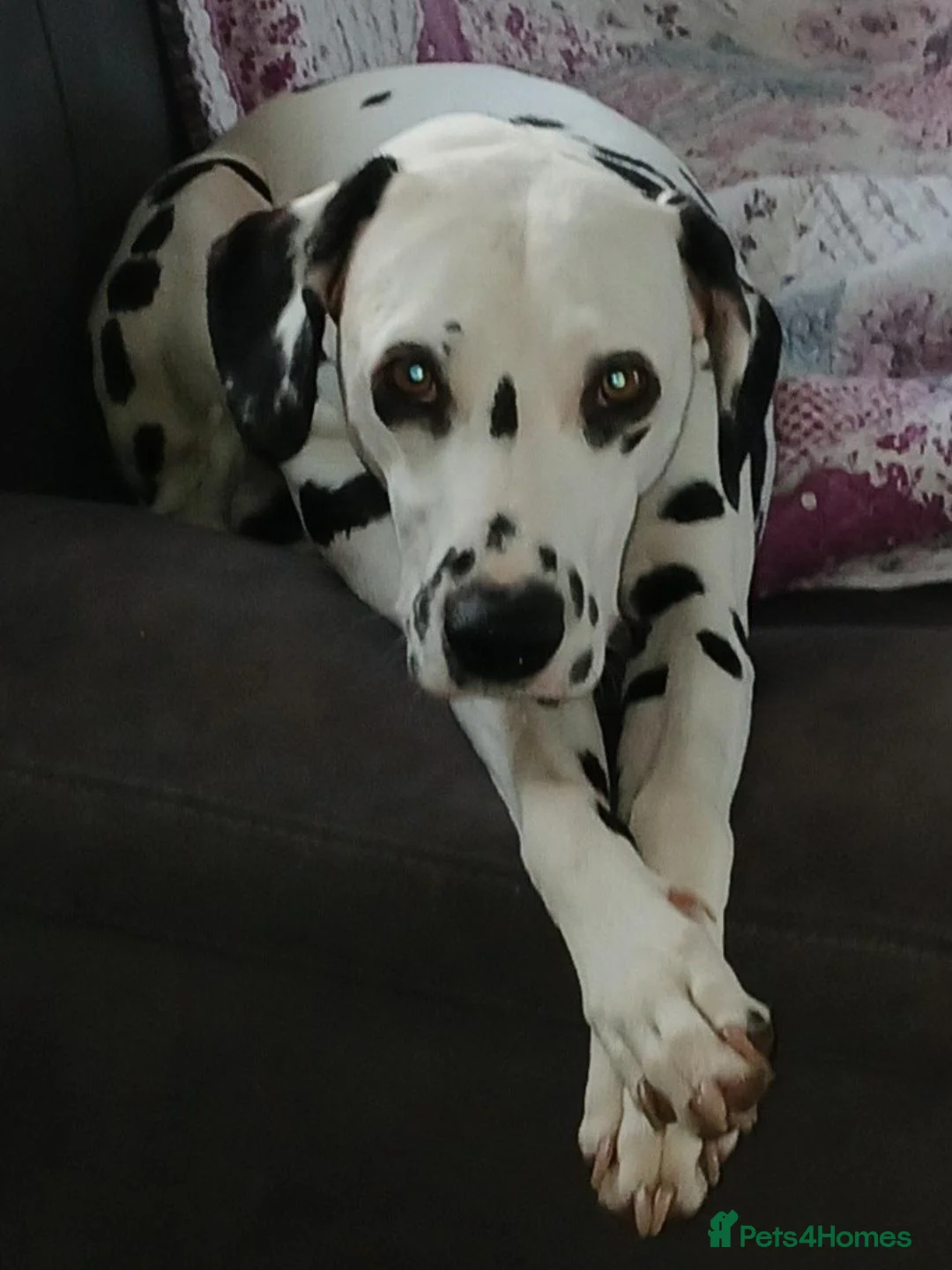Dalmatian dogs for sale: 10 + dalmatian puppies, due beginning of october,  - Advert 1