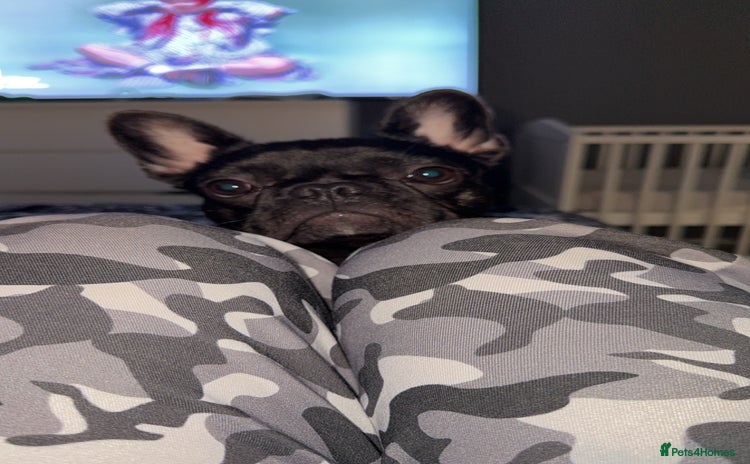 French Bulldog dogs - Advert 2