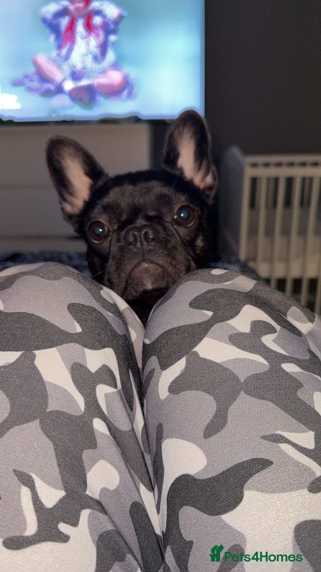 French Bulldog dogs for sale: Luna the Frenchie *FREE* - Image 1