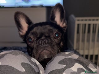 French Bulldog dogs - Advert 1