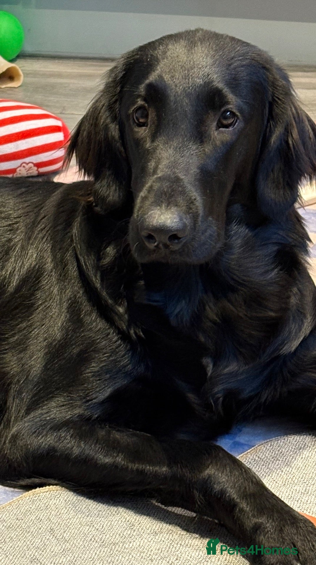 Flat coated Retriever dogs Stunning RKC flat coated retrievers  - Advert 1