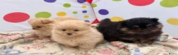 Pomeranian dogs for sale: Beautiful Pomeranian puppies 🐶  - Advert 3