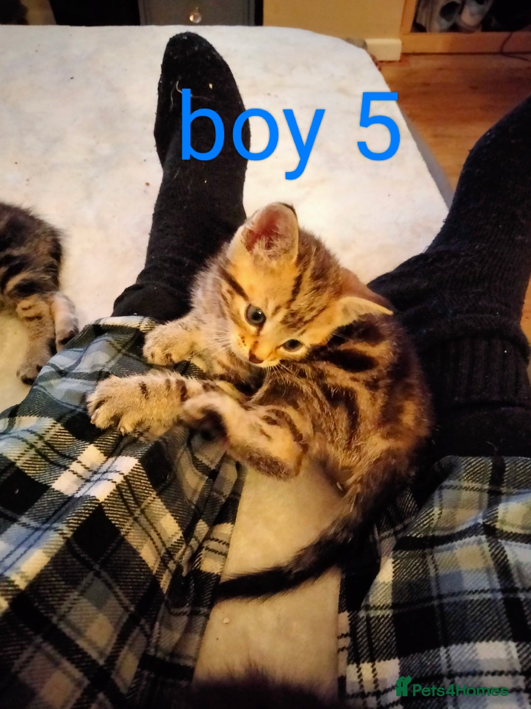 Mixed Breed cats for sale: 6 tabby kittens  - Advert 3