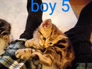 Mixed Breed cats 6 tabby kittens - Advert 17