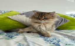 British Longhair cats for sale: Last British Longhair kitten  - Advert 1