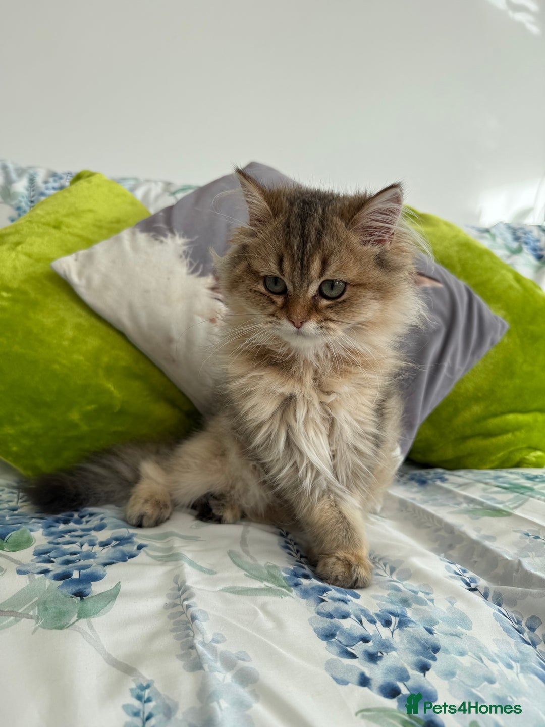 British Longhair cats for sale: Last British Longhair kitten  - Advert 1