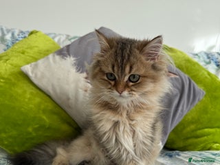 British Longhair cats - Advert 24