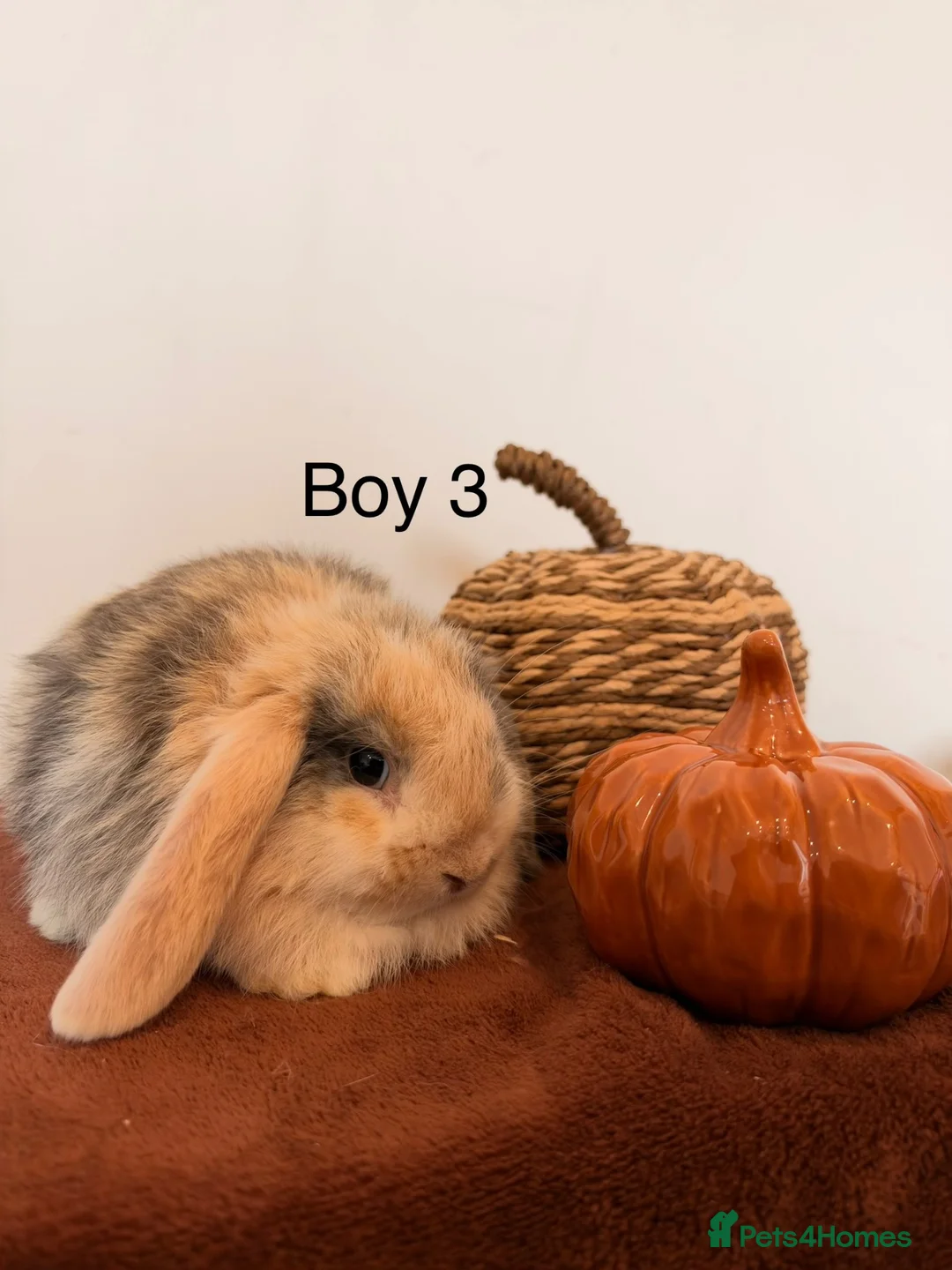 Mini Lop rabbits for sale: Mini lop babies🐰✨ - Advert 8