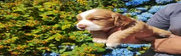 Cocker Spaniel dogs for sale: Cocker Spaniel Puppies  - Advert 3