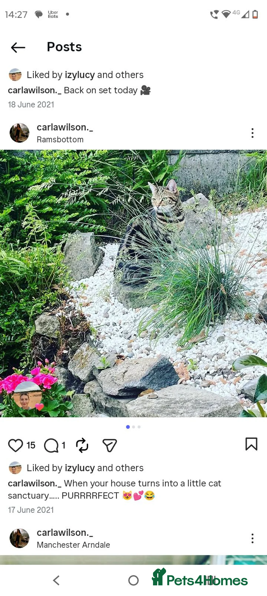 Mixed Breed cats for sale: Lyra - Beautiful 6-Year-Old Golden tabby  - Advert 2