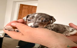 Mixed Breed dogs for sale: Miniature Dachshund × Dachshund Cockapoo Puppies - Advert 12