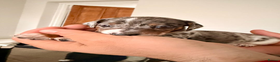 Silver Dapple Boy with White Chest & Tan Markings 