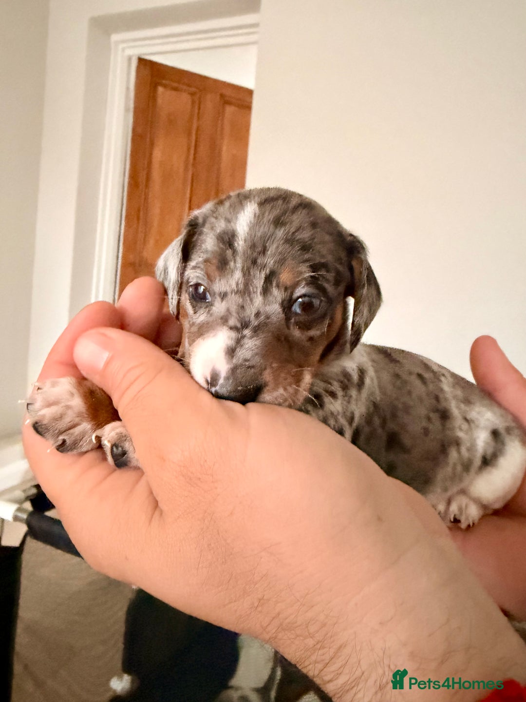 Mixed Breed dogs for sale: Miniature Dachshund × Dachshund Cockapoo Puppies - Advert 12