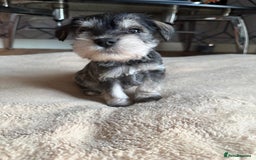 Miniature Schnauzer dogs for sale: 5 beautiful mini schnauzer puppies  - Image 3
