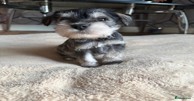 Miniature Schnauzer dogs - Advert 2