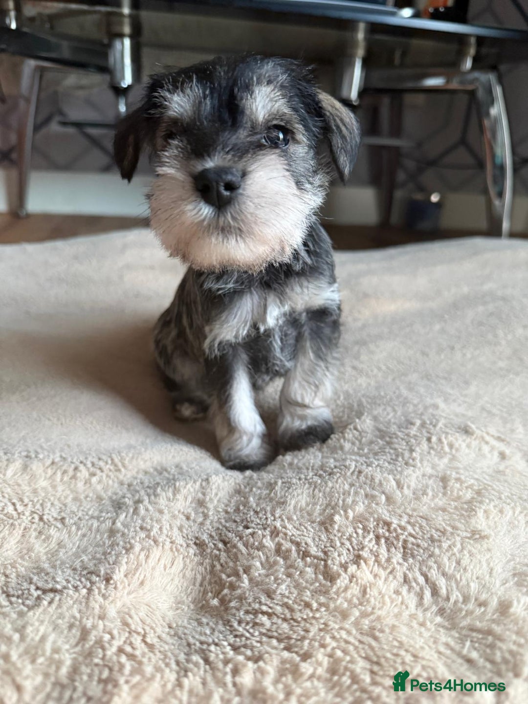 Miniature Schnauzer dogs for sale: 5 beautiful mini schnauzer puppies  - Image 3