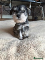Miniature Schnauzer dogs - Advert 2
