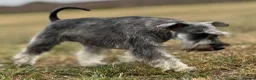 Miniature Schnauzer dogs for sale: MINIATURE SCHNAUZER PUPPIES RKC Registered in Ferryhill - Advert 3
