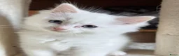Ragdoll cats for sale: Aristocats Ragdolls Rare Flamepoint Baby Girl.  - Advert 7
