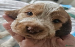 Cocker Spaniel dogs for sale: Show cocker spaniel  - Image 30