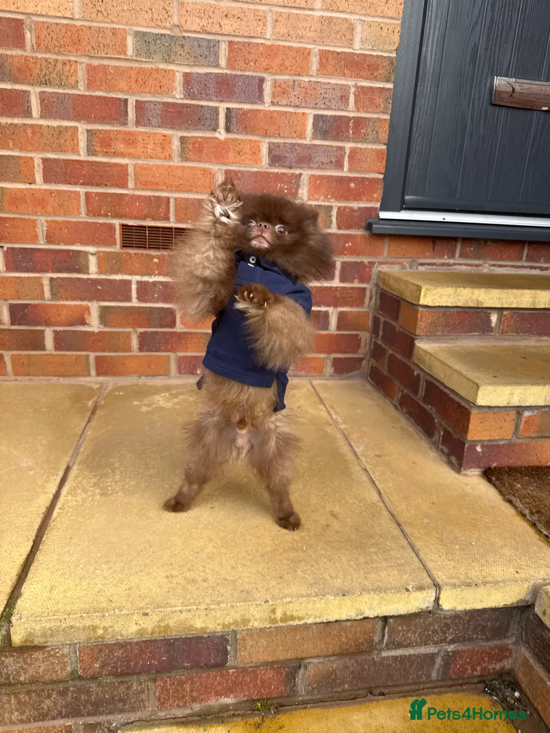 Pomeranian dogs for stud: Tiny Chocolate true type stud  - Advert 4