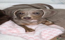 Miniature Dachshund dogs for sale: miniature dachshund - Image 3