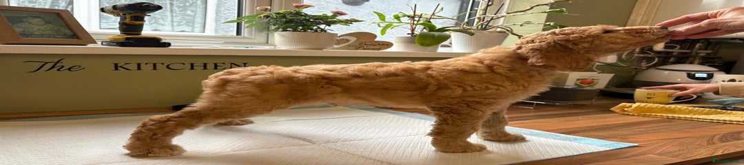 Standard Poodle Puppy 4