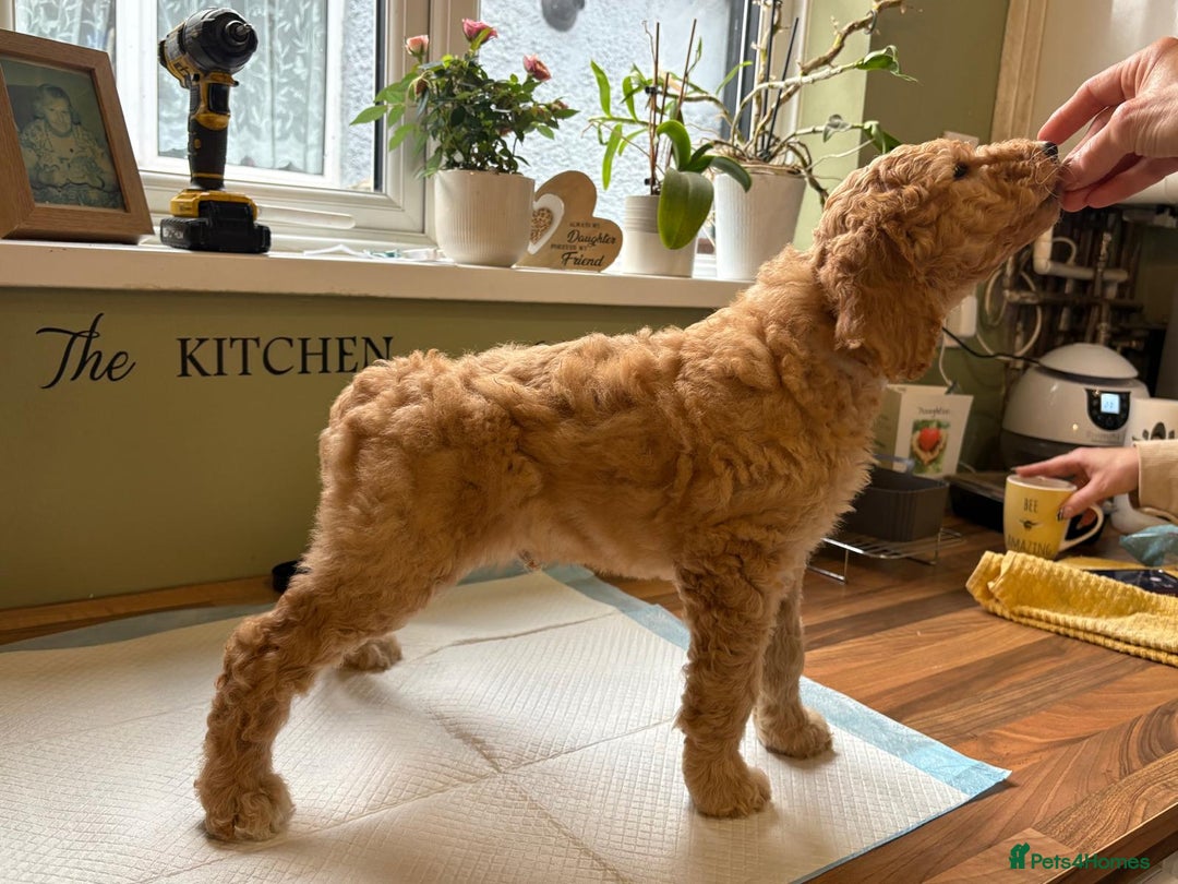 Standard Poodle dogs for sale: Standard poodle male pup apricot  - Image 18