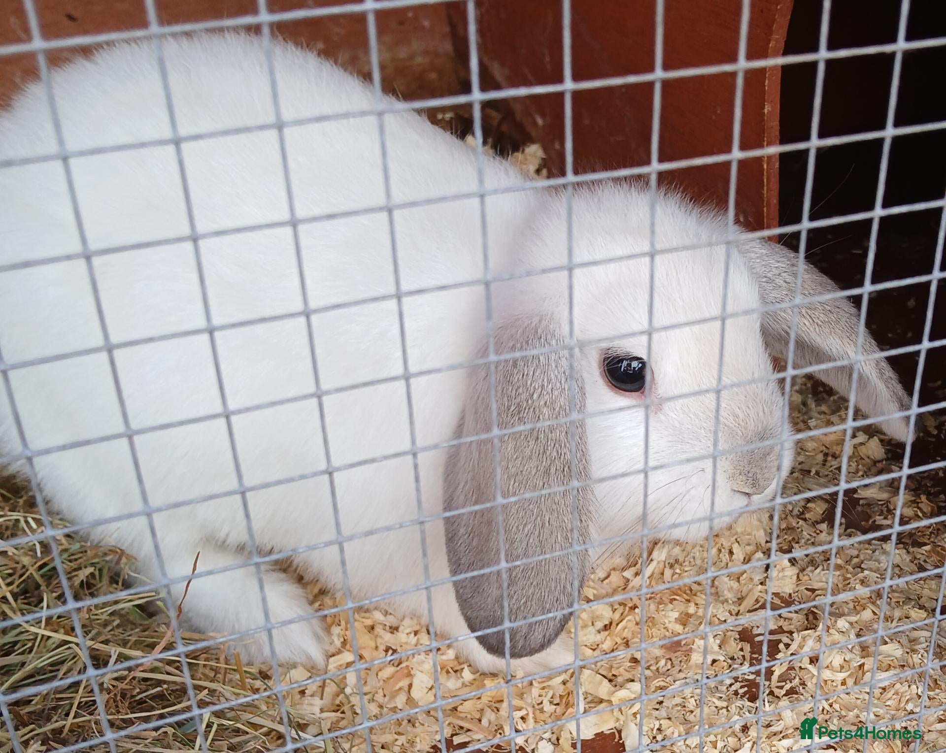 Mixed Breed rabbits Baby Rabbit  - Advert 5
