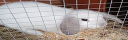 Mixed Breed rabbits for sale: Baby Rabbit  in Redruth - Advert 1