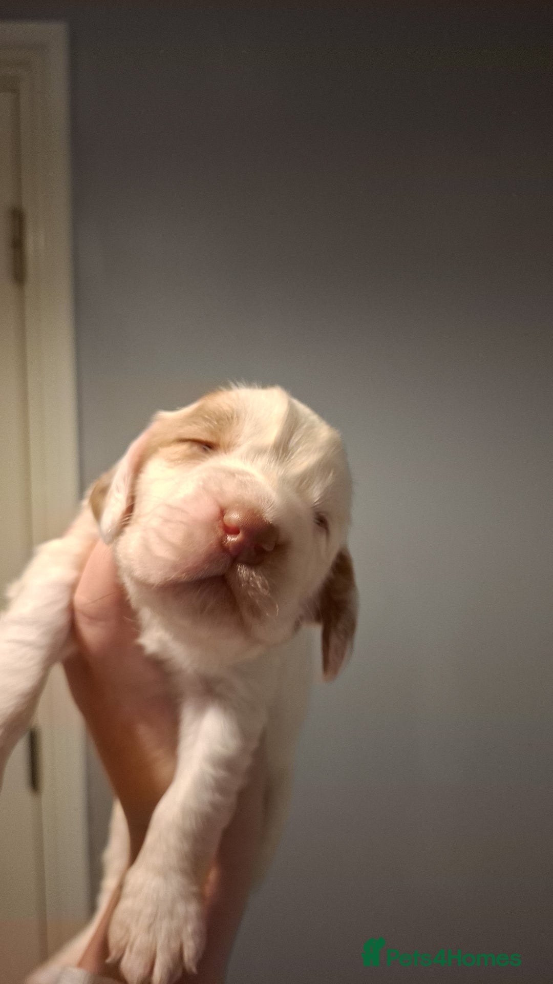 Mixed Breed dogs for sale: Beautiful Clumber spaniel x sprockers  - Image 13