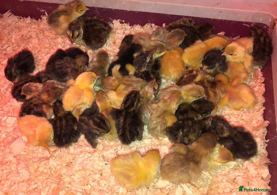 Quail poultry for sale: QUAILS CHINESE PAINTED BUTTONS ! - Advert 17