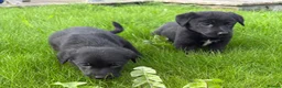Borador dogs for sale: Borador Puppies - Advert 8