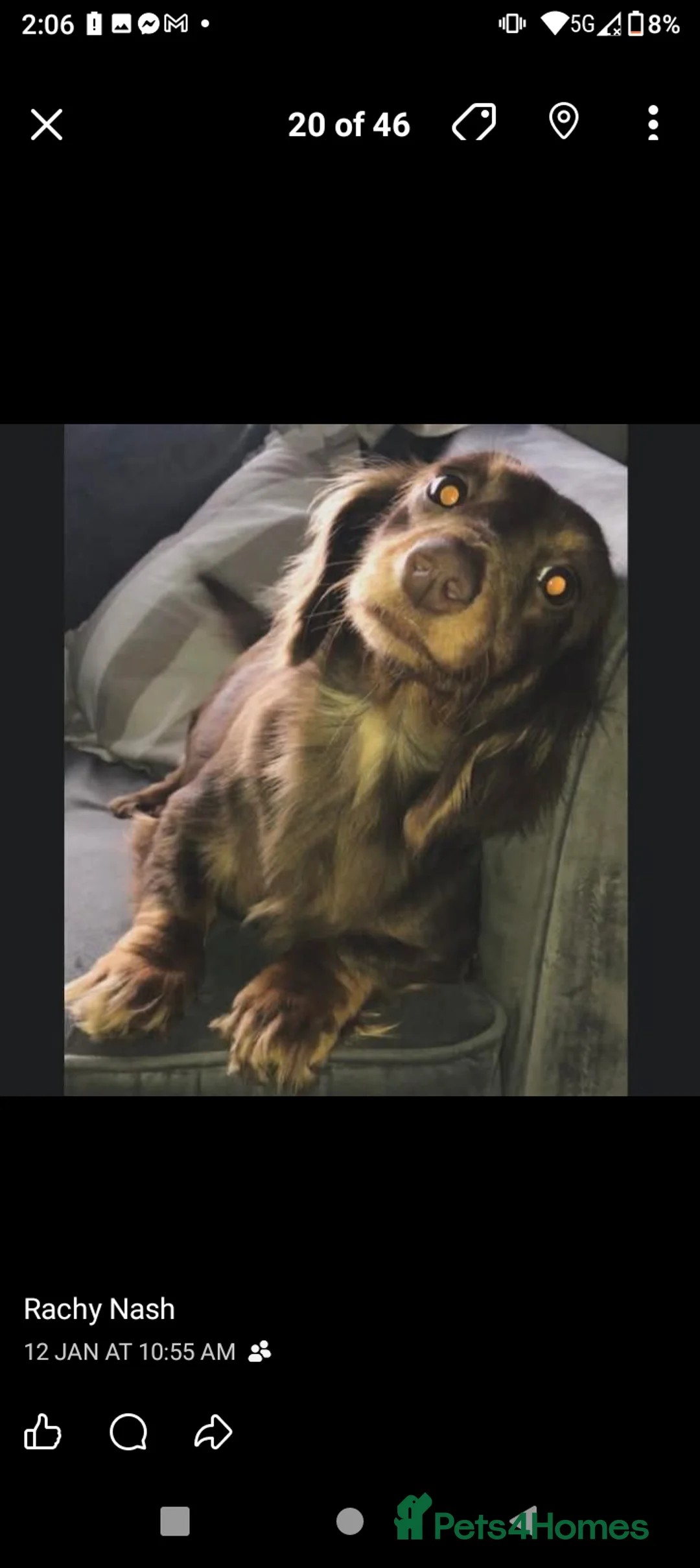 Miniature Dachshund dogs for sale: Three miniature long haired dachshunds  - Advert 12