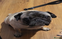 Pug dogs for sale: Gizzy - Image 2