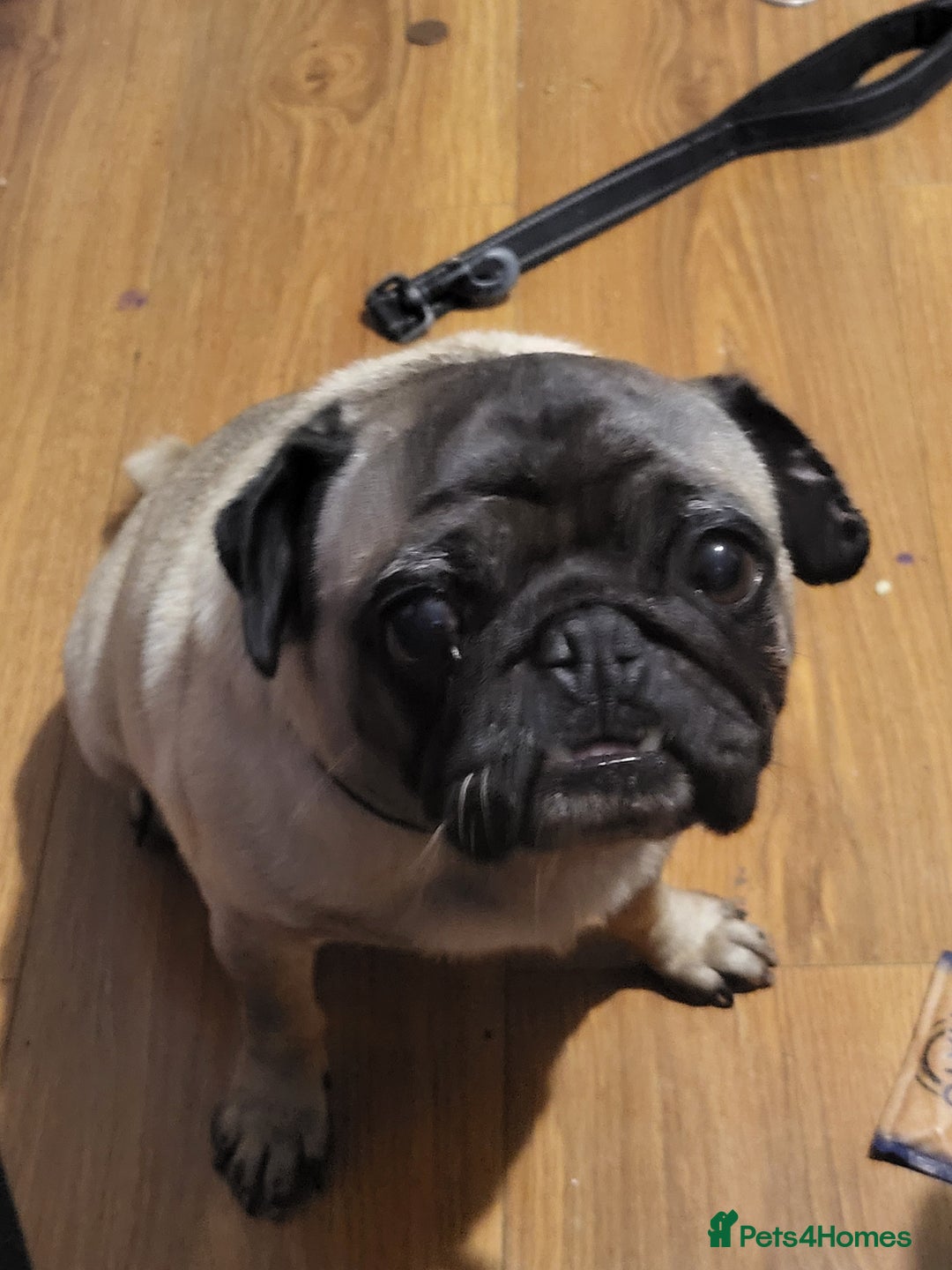Pug dogs for sale: Gizzy - Image 2