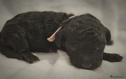 Cockapoo dogs for sale: sable & phantom & tri colour cockapoo puppies  - Image 5