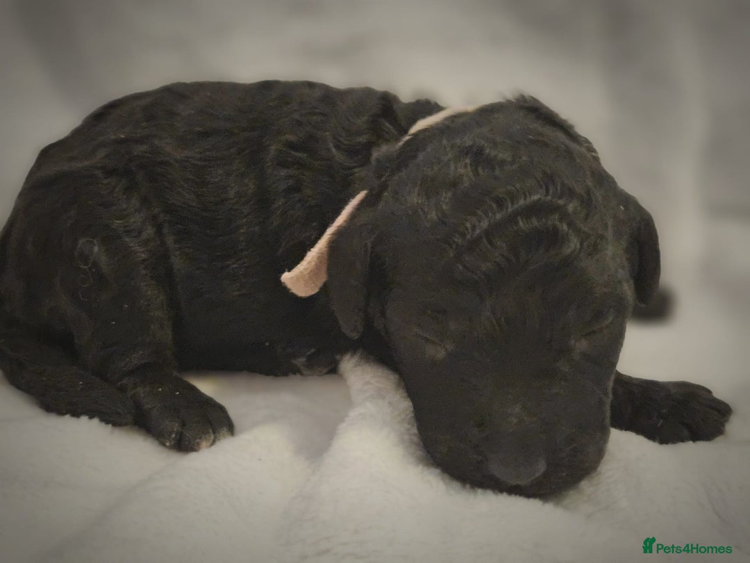 Cockapoo dogs for sale: sable & phantom & tri colour cockapoo puppies  - Image 5