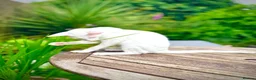 Siamese cats for sale: Stunning GCCF Siamese & Oriental Kittens - Advert 9