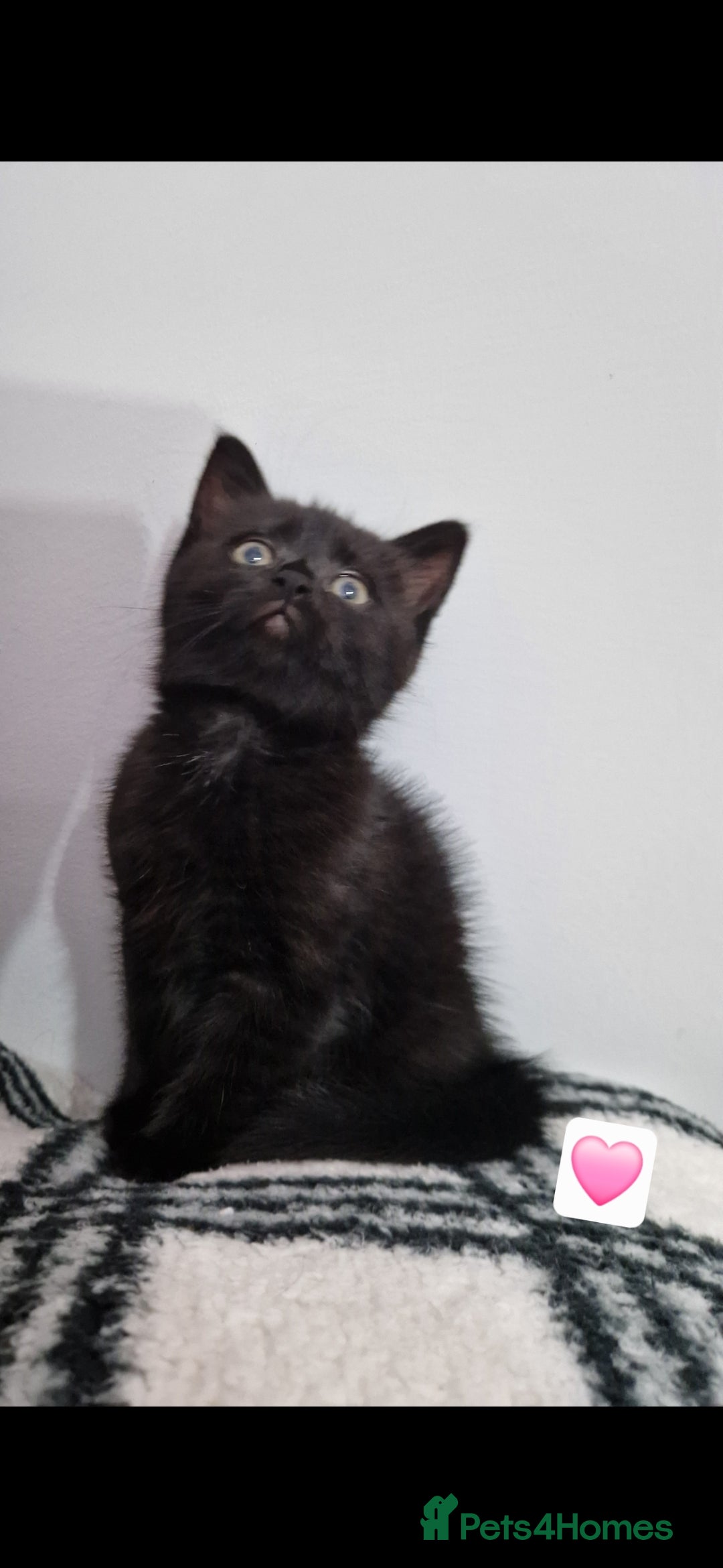 Mixed Breed cats for sale: Kittens - Advert 21