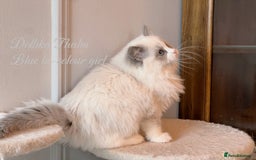Ragdoll cats for sale: TICA Reg. Championship bloodline Ragdoll Kittens - Image 7