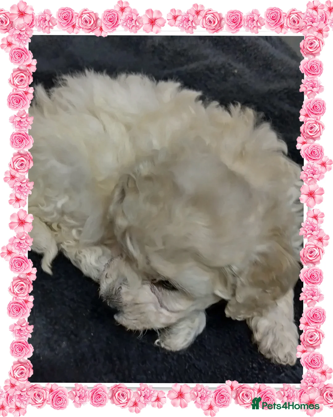 Miniature Poodle dogs for sale: 🐩💞girls girls girls 💞🐩 in Rotherham - Advert 4